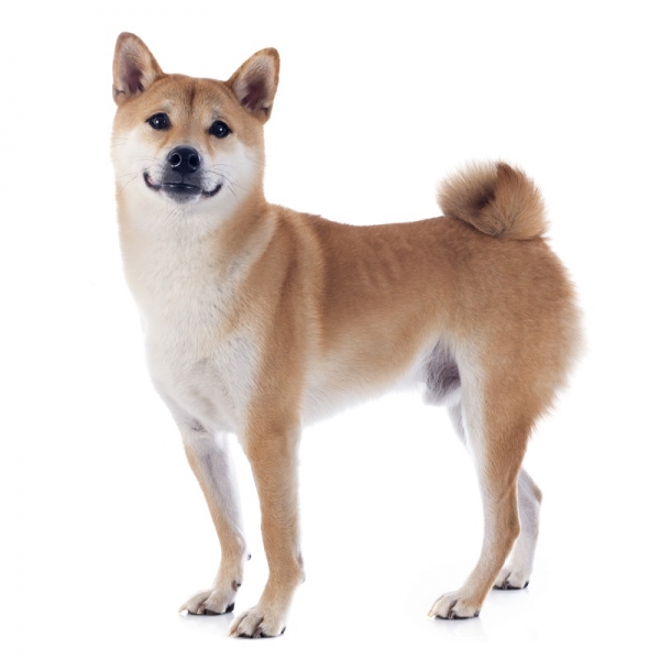 Shiba Inu - Dog | Zoo Roco