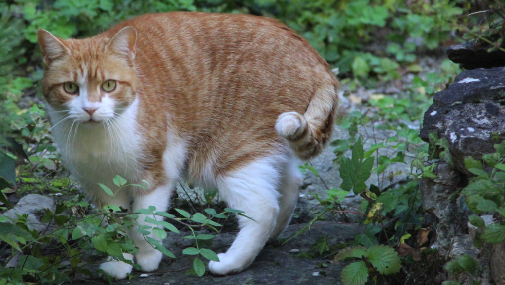 Meine Katze markiert im Haus Zoohandlung